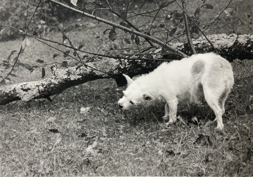 dog eating grass tree