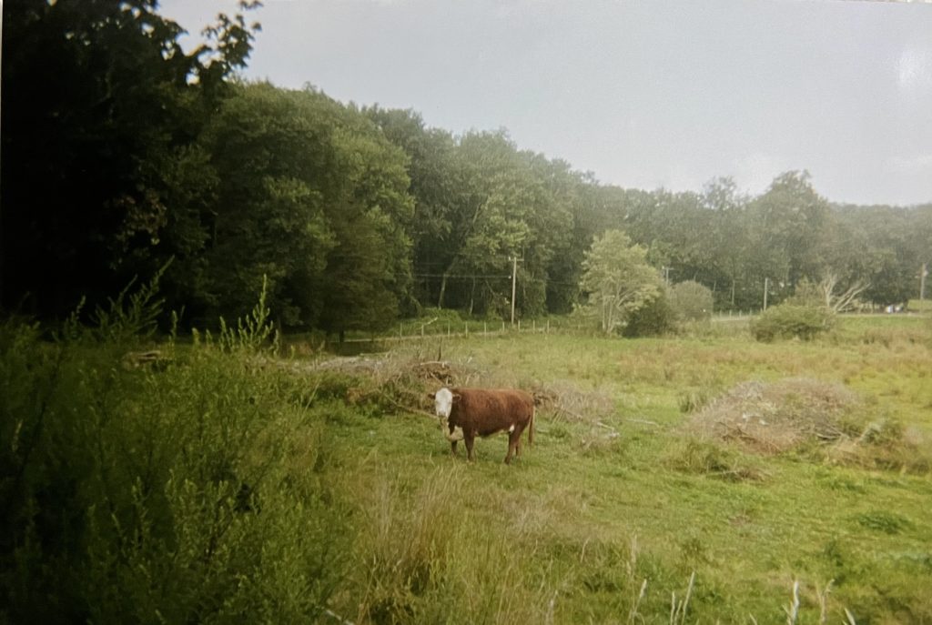 photograph cow brown green