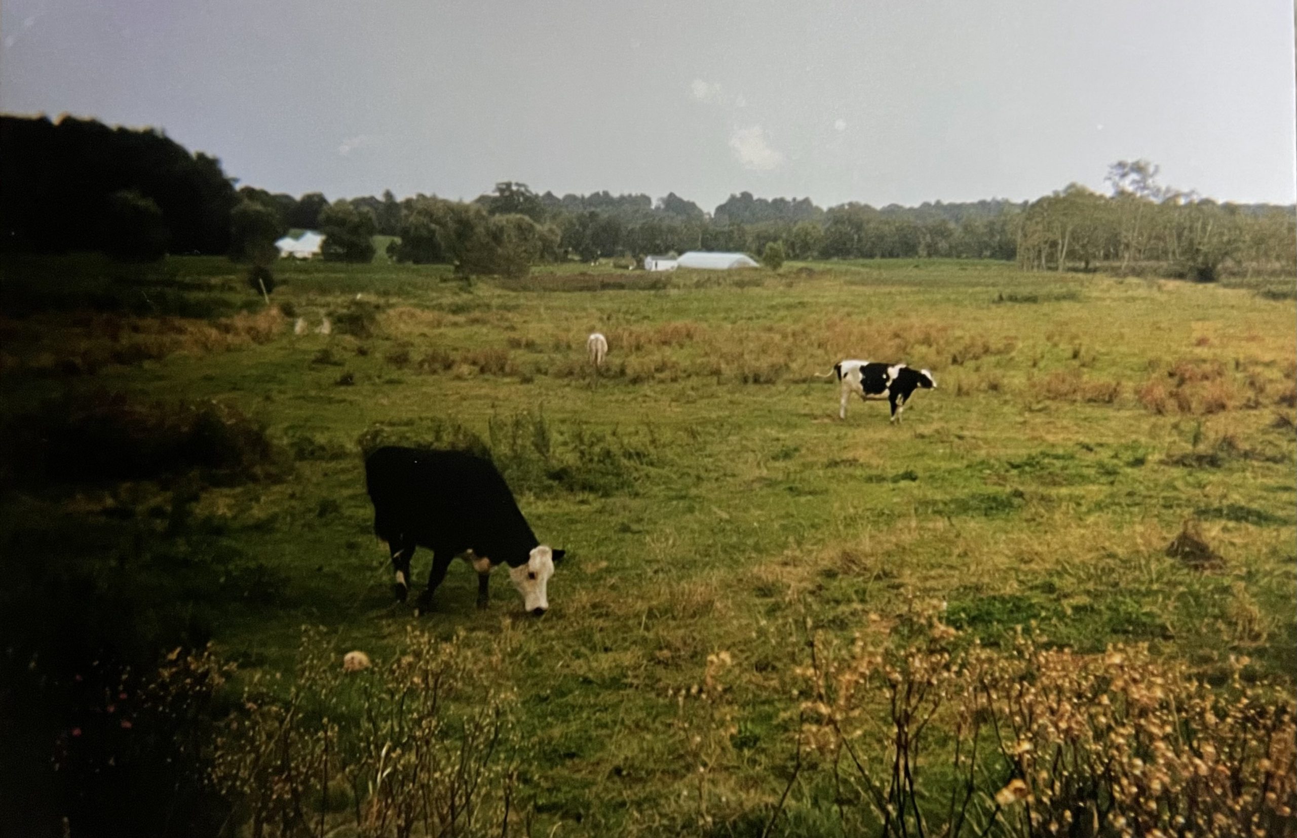 photograph cows black white green