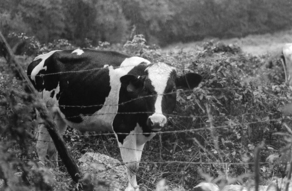 cow black white photo