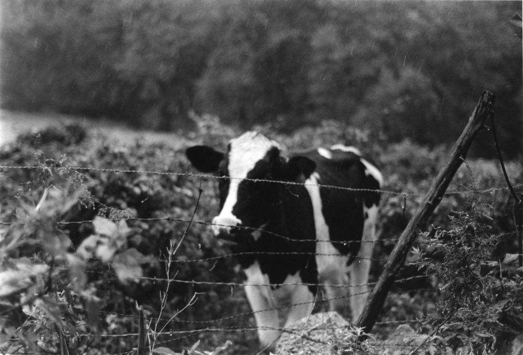 cow black white photo