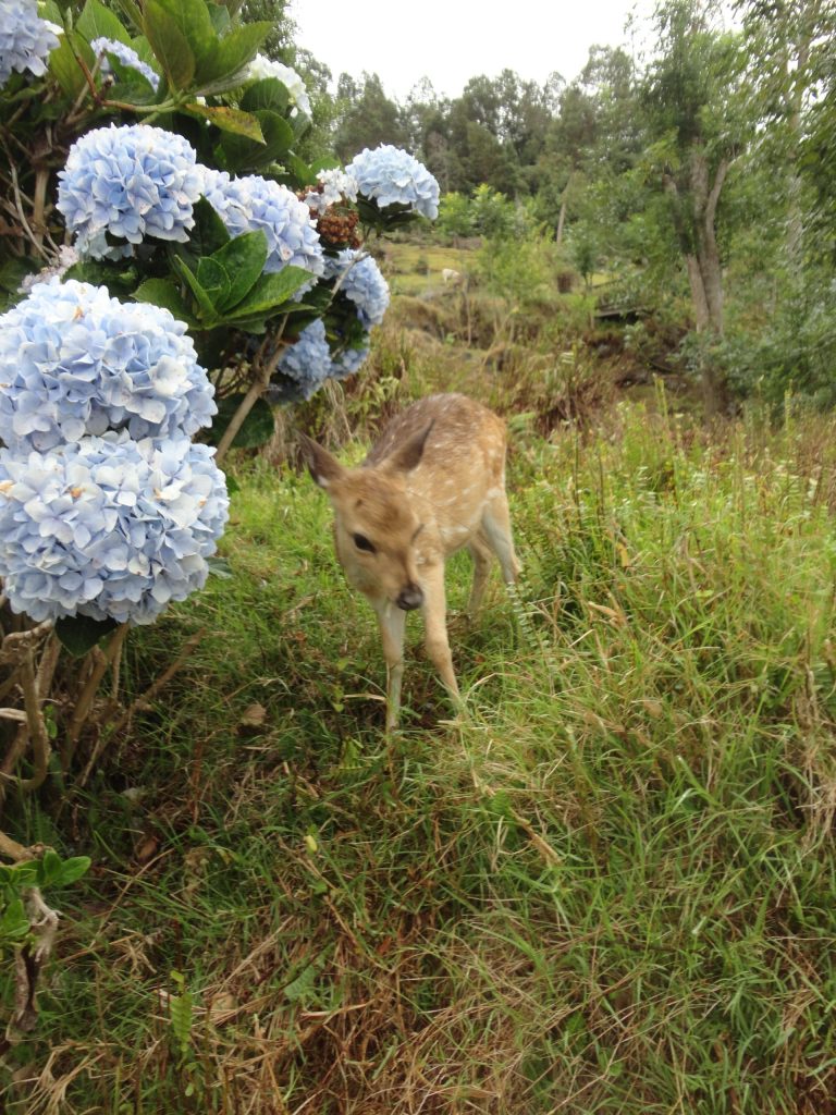 deer flowers grass