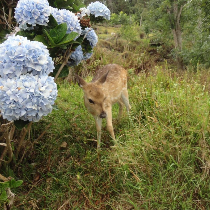 deer flowers grass