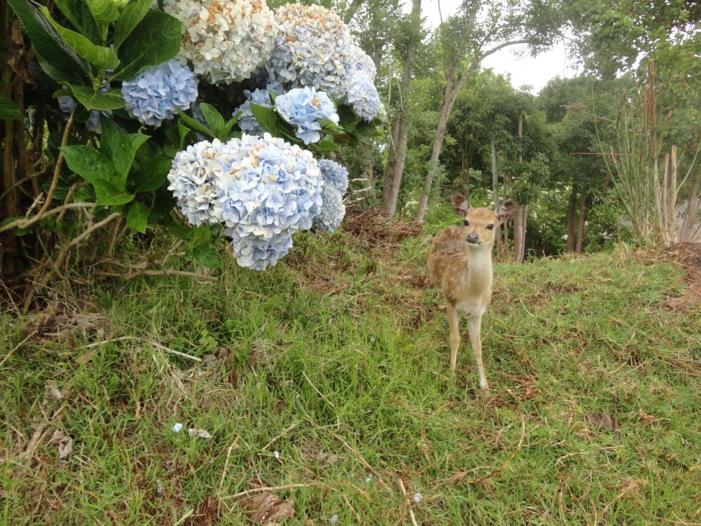 deer flowers grass