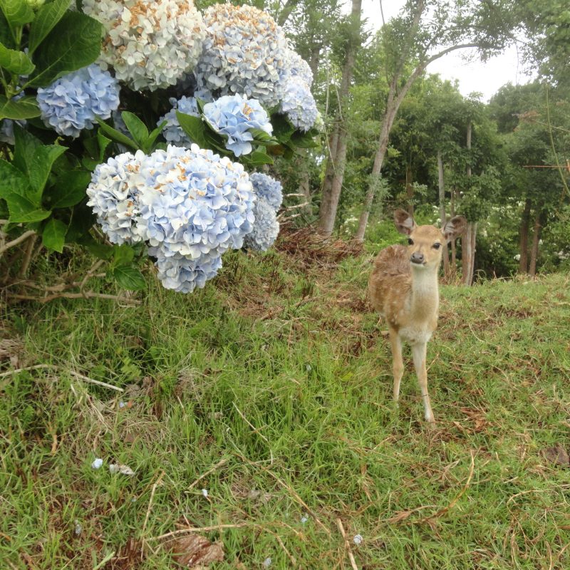 deer flowers grass