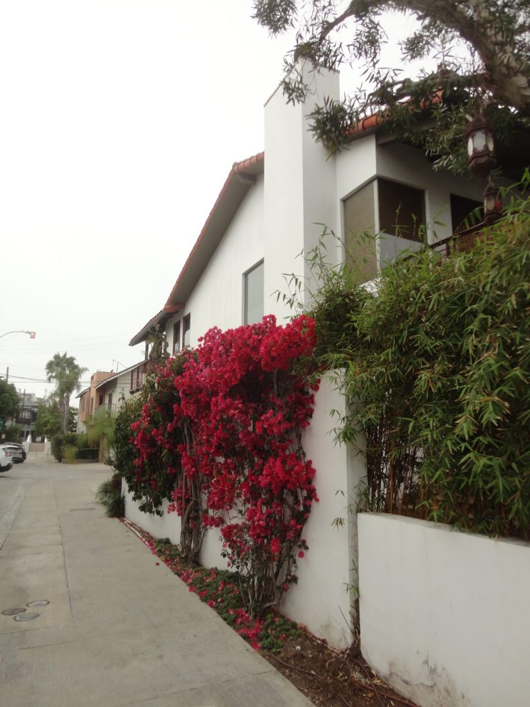 white building red flower