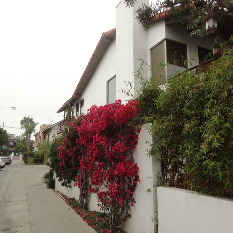 white building red flower