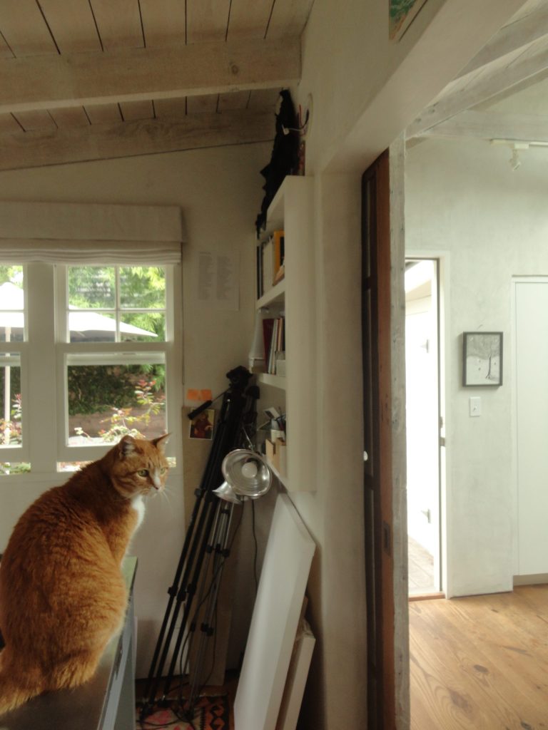 cat window white door