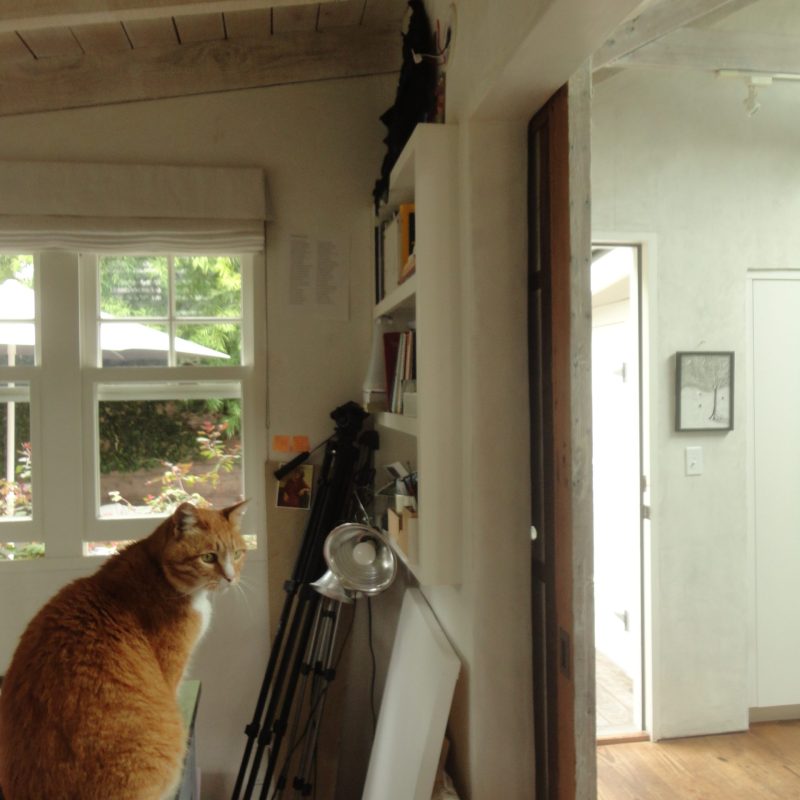 cat window white door