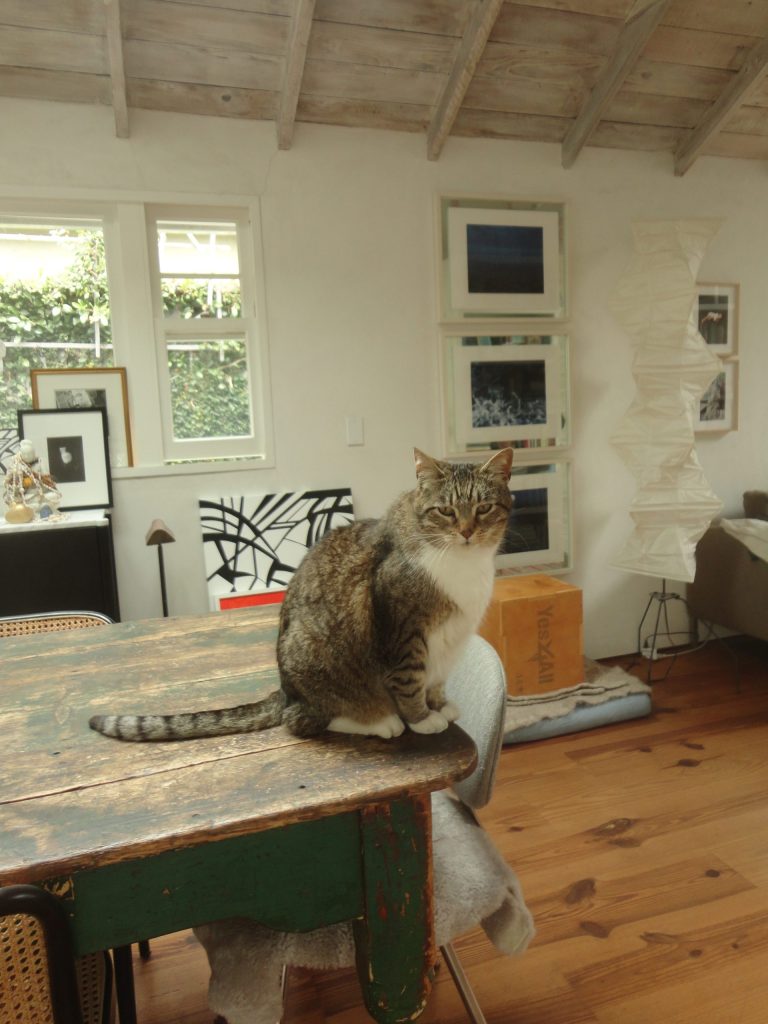 cat room window table