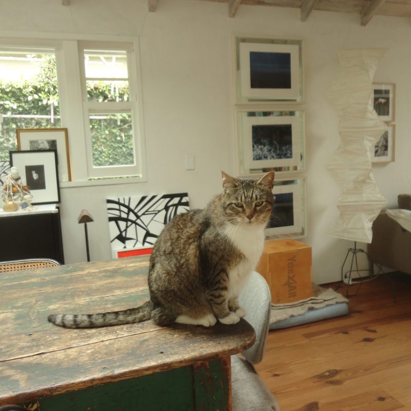 cat room window table