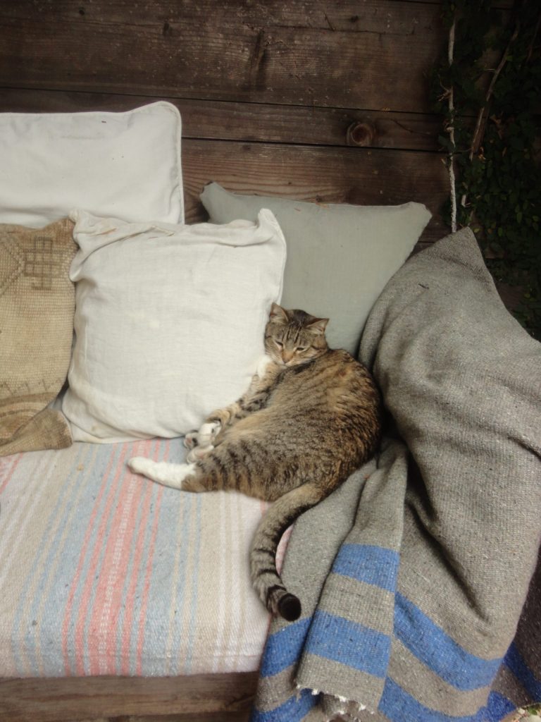 cat blanket couch pillows