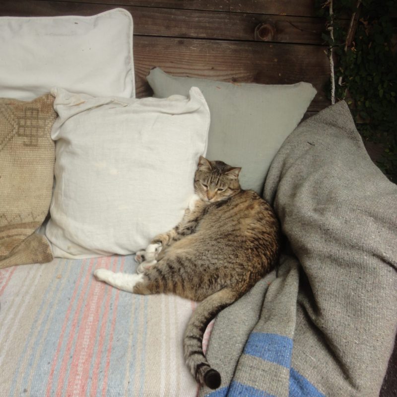 cat blanket couch pillows