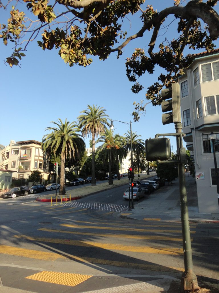 street tree buildings