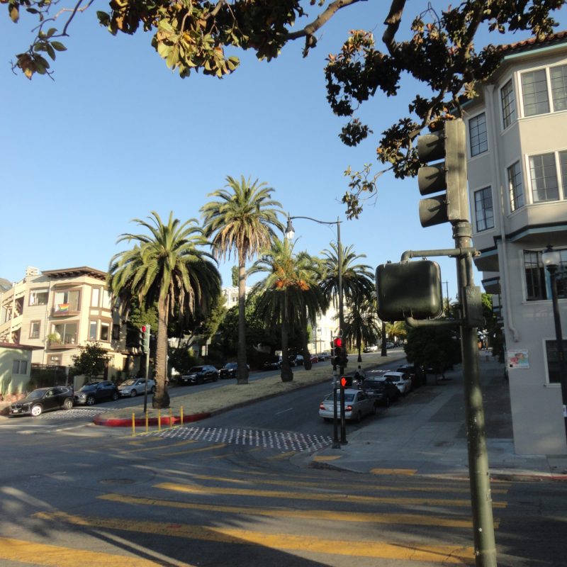street tree buildings