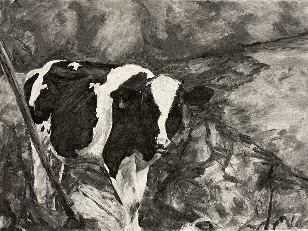 black white drawing cow