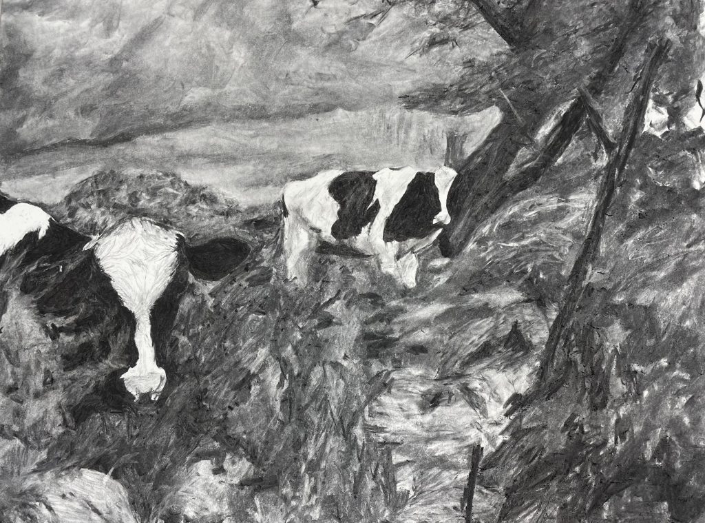 cows drawing