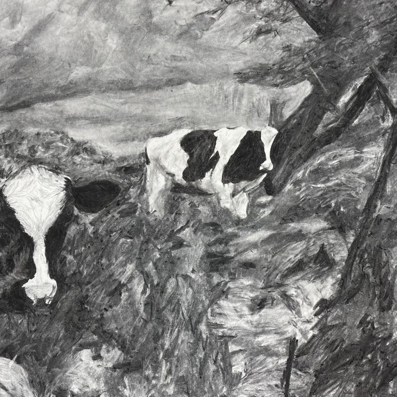 cows drawing