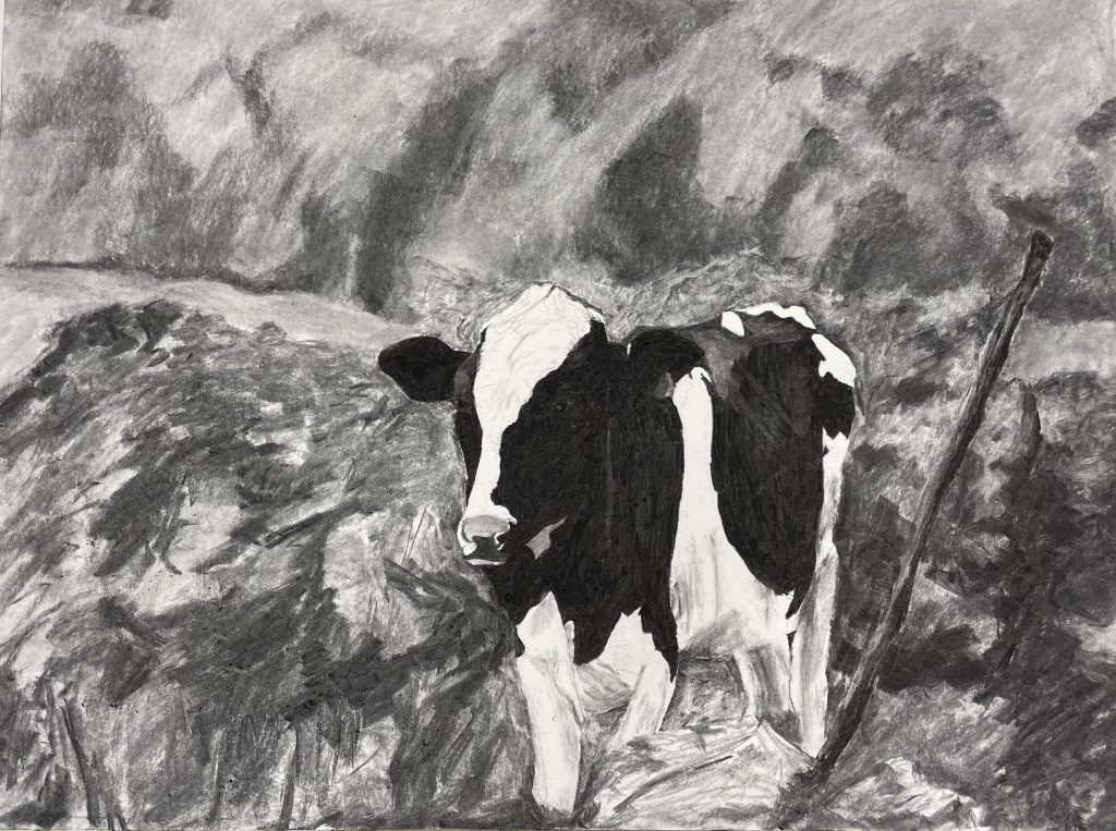 cow charcoal drawing