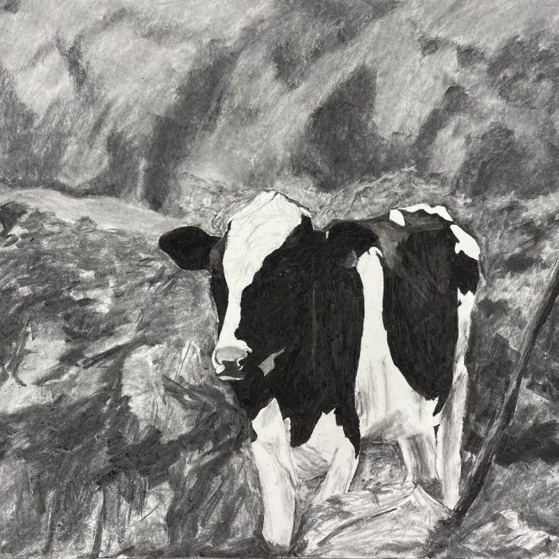 cow charcoal drawing